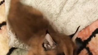 Вы такое слышали! Шок! Маленький каракал кричит