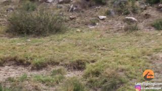 Leopard Catches Impala Mid-Air!This must be one of the most text-book hunts ever seen!