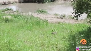 Impala Escapes Crocodile Only To Get Caught by Leopard!