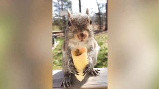 funny squirrel video