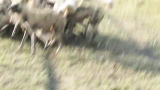 African Wild Dogs vs. Warthog Lebala Botswana