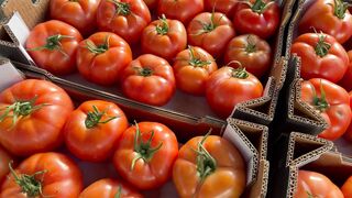Tomato Agriculture in Crete,greece