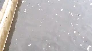 Warna air kolam COKELAT atau HITAM budidaya lele di kolam tanah itu wajar, yang penting ikan sehat