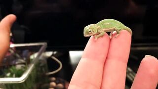 BABY CHAMELEON Changes Color Pattern (1 DAY OLD)