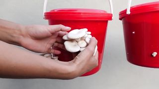 Great Technique For Growing Mushrooms At Home _ The Complete Guide.