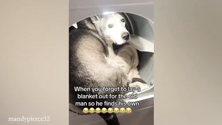 Funny Animal Videos 2023 ???? Best Funniest Dog Videos