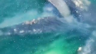 This whale is about to take a giant mouthful of krill