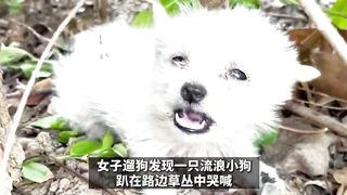 路邊惊現哀嚎的流浪小狗，皮膚病嚴重，施以救援並收養，小奶狗尾巴搖擺撒嬌，可愛程度爆表