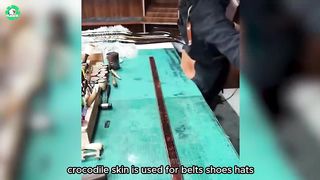 How Farmers Raise and Process Crocodile Meat and Skin in Modern Factories