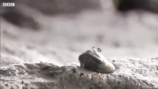 Mudskippers_ The Fish That Walk on Land _ Life _ BBC Earth.