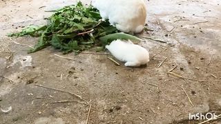 Baby rabbits growing too fast! OMG. they're keep tipping over when they eat gree