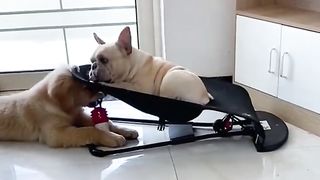 Comfortable rocking chair for dogs