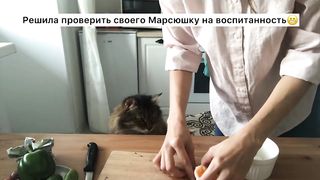 Кот воришка _ Кот ворует еду со стола Смешные коты Приколы с котами.