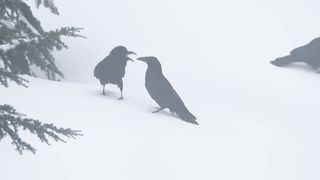 Goofy Ravens Playing in the Snow