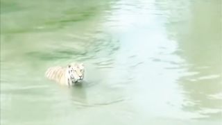 The bird has amusingly outsmarted the tiger