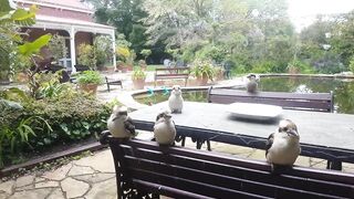 Will the wild kookaburras let me pet them We test it with 5 different kookaburra.