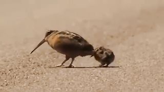 American woodcocks demonstrating some moves