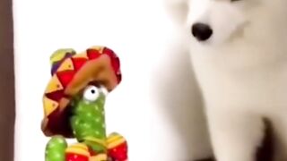 Funny Animals Shorts Video compilation????????????
