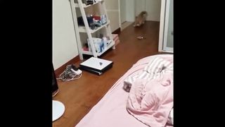 Craziest Funniest Animals Best Of The 2024 Funny Animal Videos