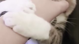 Funny Animal Videos 2022 || funny dogs || funny cats #02
