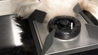 Cat fire