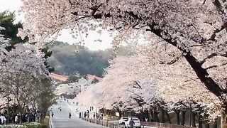 "Harmony Unveiled: A Serenade to Spring"