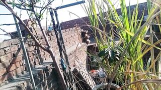 پودوں کا پھل بچانے کے لیے اپ کیا کرنا ہوگا