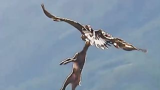The power of an eagle is amazing