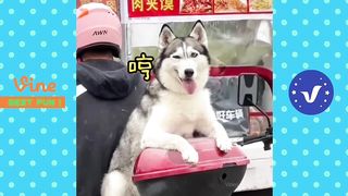 Fun Videos for Laugh - Part 302