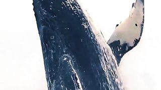 How many big whales do fish eat?