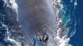 Amazing Big Whale in the wide sea