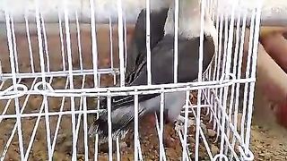 5he parrot