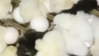 5he eggs broke