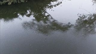 The quite tropical river