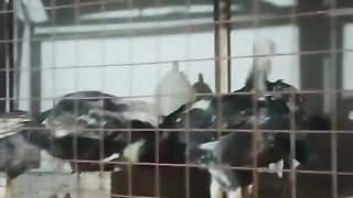 Aseel in cage ll beautiful