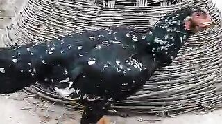 White spots hen
