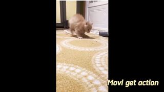 Kitten Extravaganza: Endless Action and Adorable Antics!