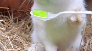 Funny Videos funny Videos