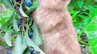 Funny Videos