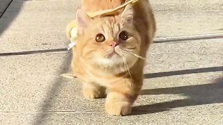 cat taking a walk