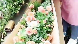 Beautiful flowers