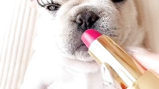 dog with makeup