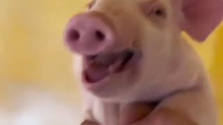 happy pig