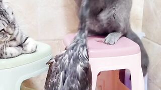 This cats are so violent