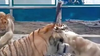 Dog fighting in the tiger
