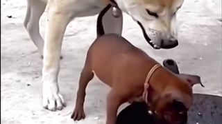 Little puppy big dog fighting in the food