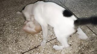 So Funny!!! Two cats play and Fight Each Other