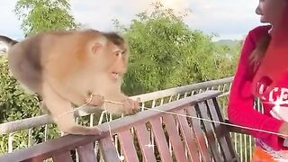 Violent monkey