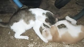So Cute and Adorable Two Cats Playing Each Other...Love It!!!