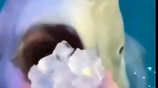 Ikan Pemakan Es
